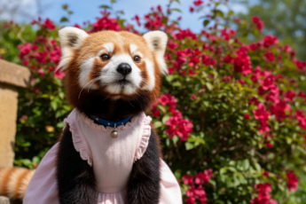 Промпт для фото в стиле 🌺 Романтичный портрет пушистой модели в саду